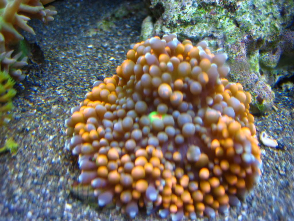 IMG_0909.jpg