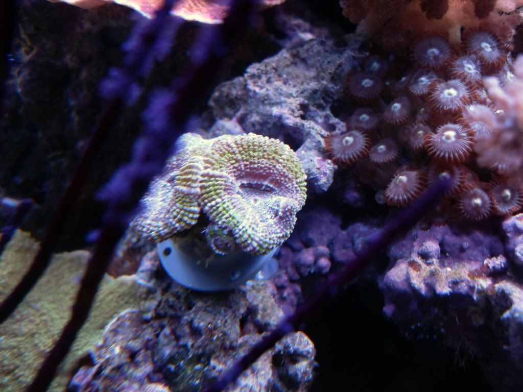 acan.jpg