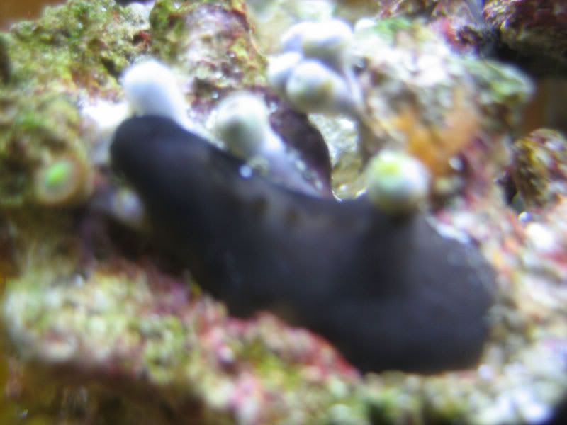 blackthing.jpg