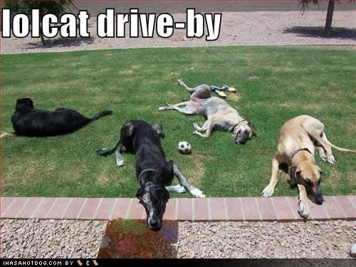 funny-dog-picture-lolcat-drive.jpg