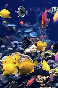 variety-of-tropical-fish-underwater.jpg image by 83790551