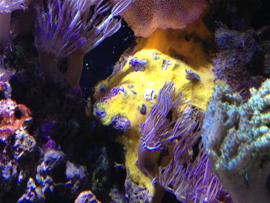 Yellow Encrusting sponge The Reef Tank