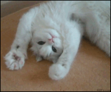 photo catgif11_zpsdeb9swt1.gif