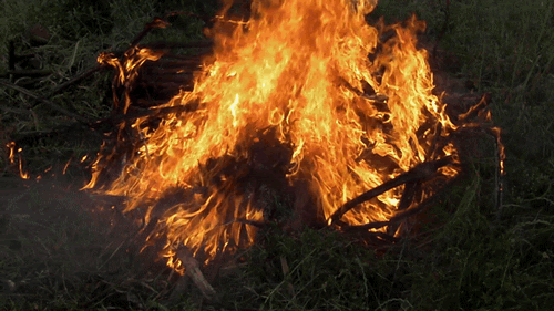 Resultado de imagem para fogo florestal gif