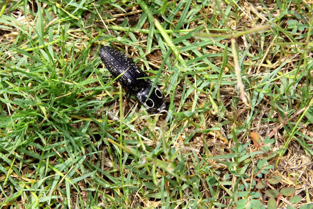 IMAGE: http://i282.photobucket.com/albums/kk247/knifam/IMG_0708upsized.jpg