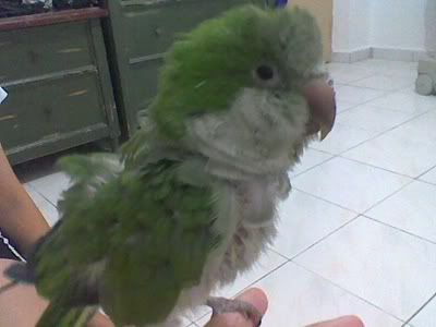 FLUFF!
