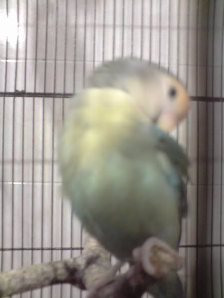 Preening