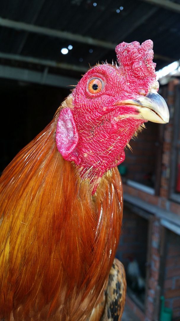 Gà tre lai đá tiền - 2