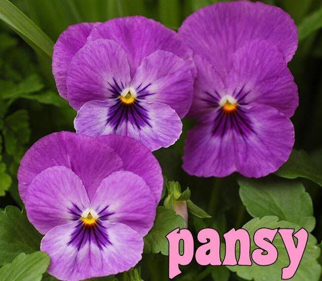 Pansy: Anatomy Pansy: Anatomy