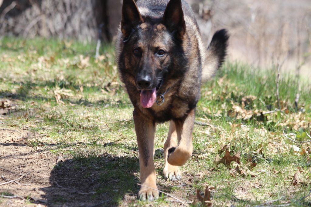 Dogs defending their owner