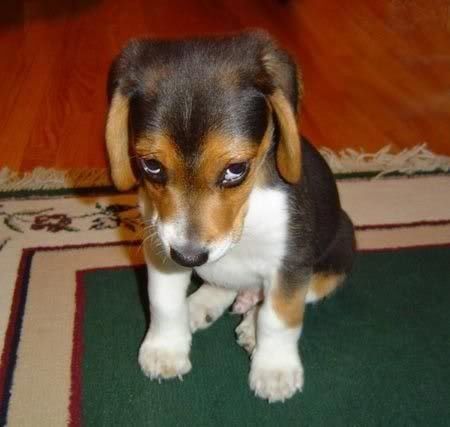 Sad Puppy Pictures, Images and Photos
