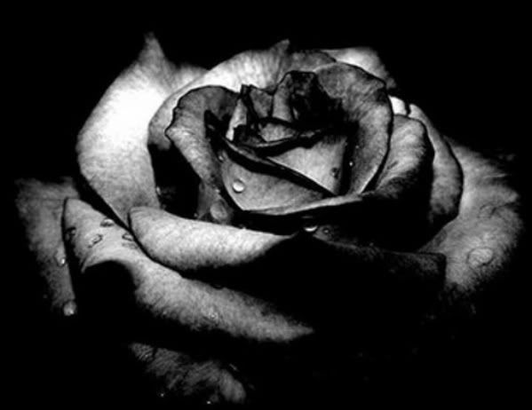 black wilting rose