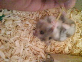 I LOVE YOU PASTA , DON'T RUN AWAY FROM MEEEEE