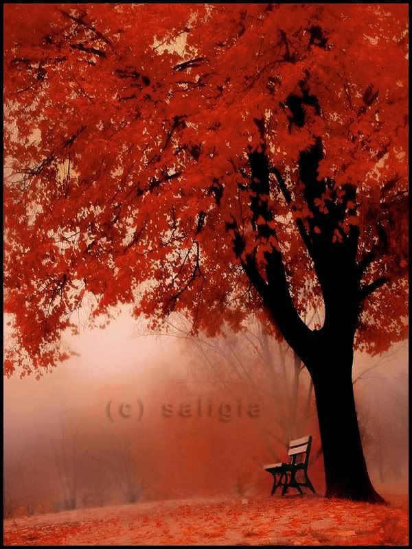 A Red Tree