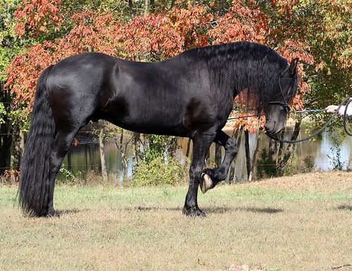 wallpaper of friesian horse. Friesian Horse Image