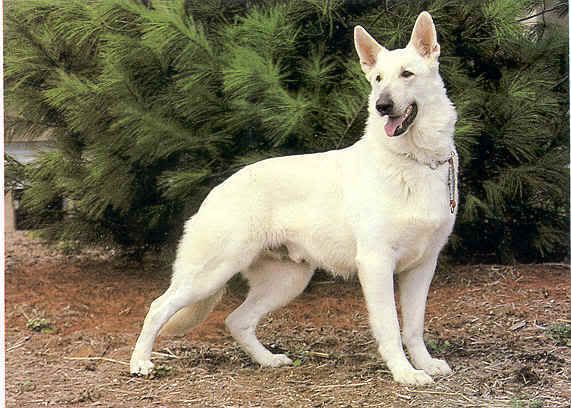 View topic - Fight till the last breath (Anyone join) Police dog rp ... View topic - Fight till the last breath (Anyone join) Police dog rp ...