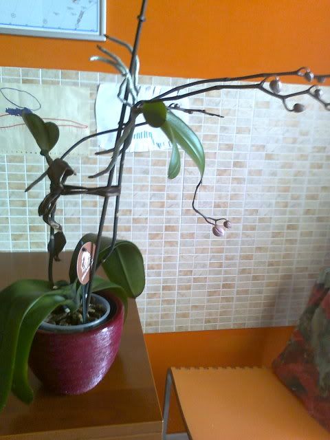 Foto0152.jpg