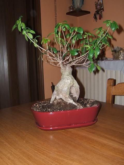 bonsai1-2.jpg