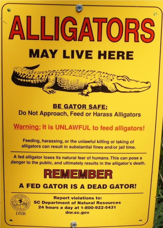 alligators in georgia