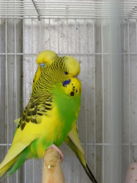 P1000829.jpg