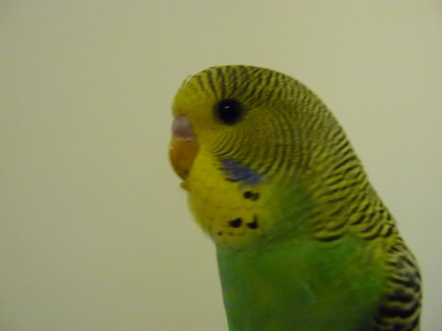 P1010111.jpg
