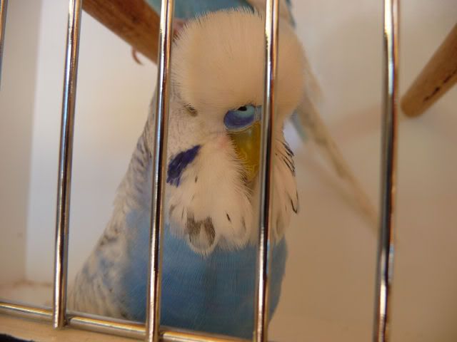 P1020018a.jpg