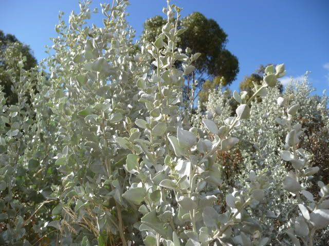 old-man-saltbush-food-and-nutrition-budgie-community-forums