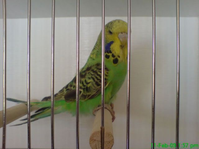 opalineCinny08hen.jpg
