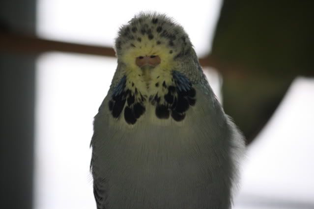 GDAhen1.jpg?t=1274950299