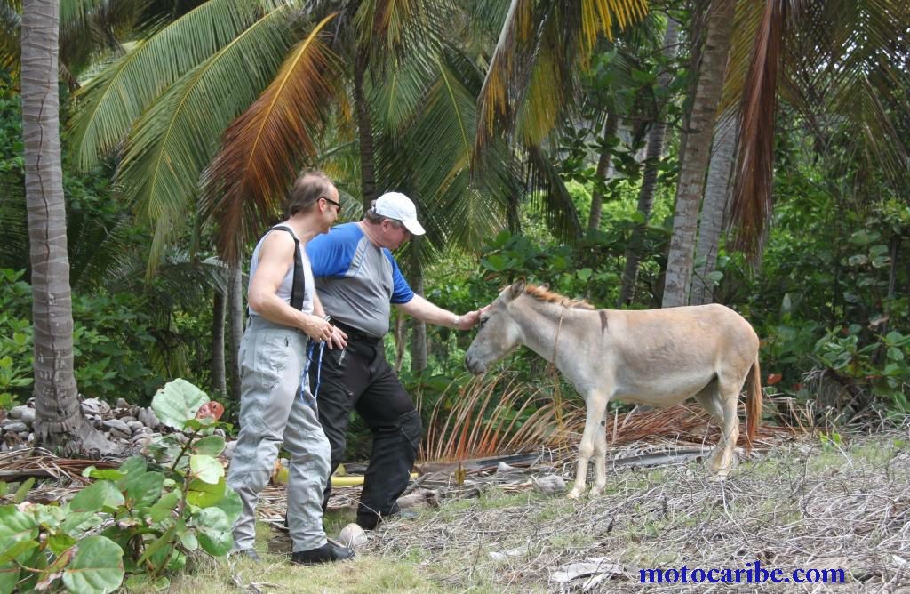Entre palmeras y un mar azul, un burro se acerca a turistas durante un tour  de Motocaribe en Republica Dominicana