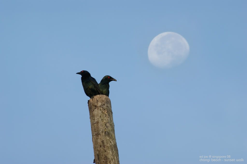 Crow,Moon
