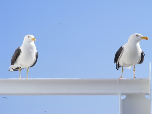 DSCF4689.jpg