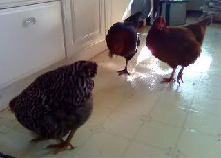 Chicken invasion