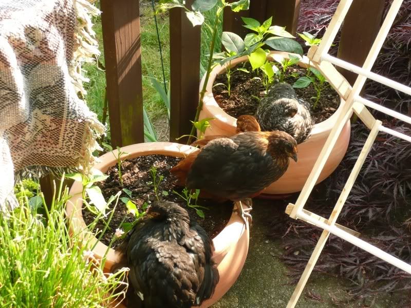 A chicken in every pot *PICS* BackYard Chickens Learn How to Raise