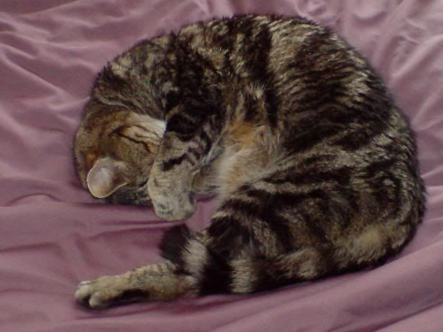 pusscat-1.jpg