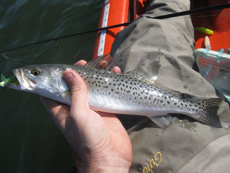 http://i282.photobucket.com/albums/kk271/BryanL857/Lynn%20trout%202015.jpg