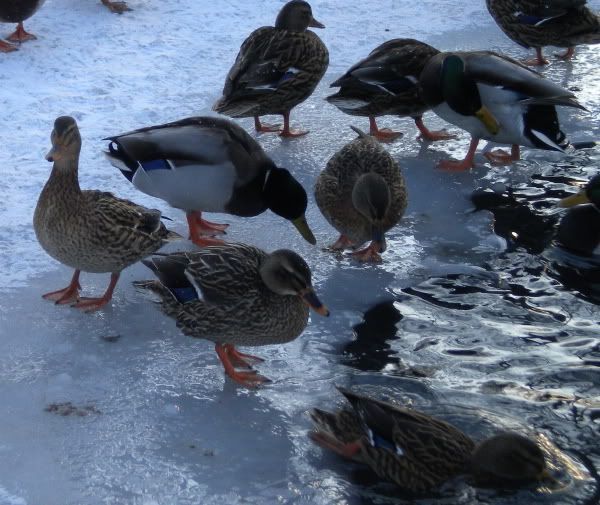 Cute Ducks Pictures, Images & Photos | Photobucket