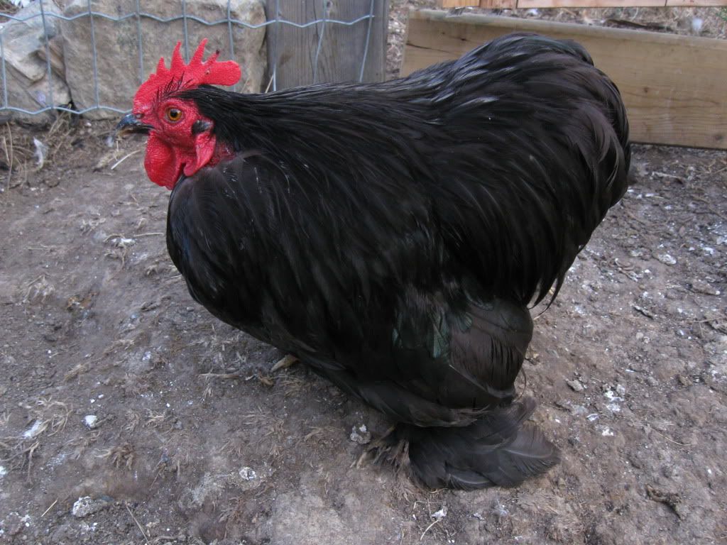 Black Bantam Rooster