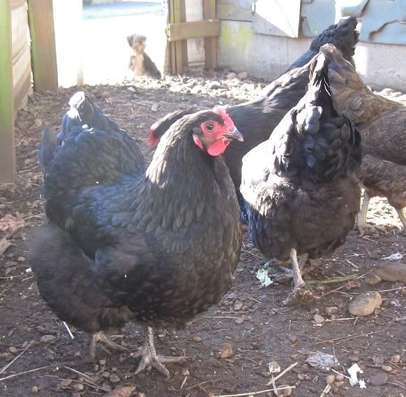 Black Australorps Qualityphotos Backyard Chickens Learn How To Raise Chickens 