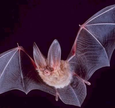 bat in rainforest