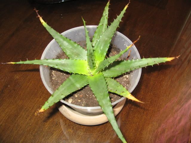 aloe.jpg