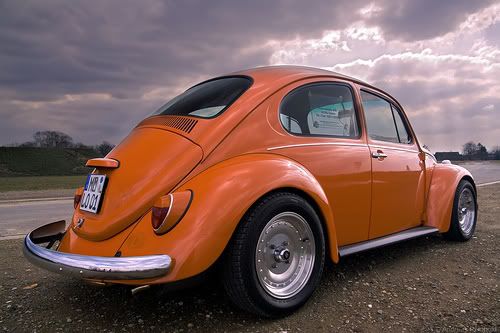 orange bug Pictures, Images and Photos