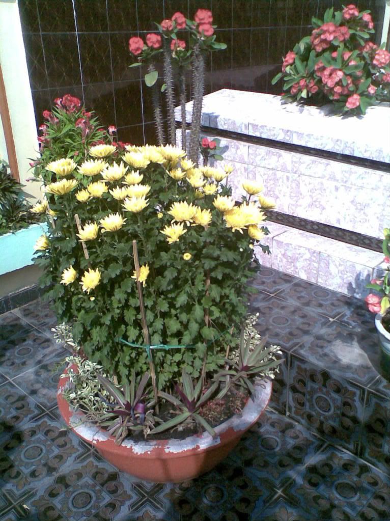 Show hình chơi Tết - 1