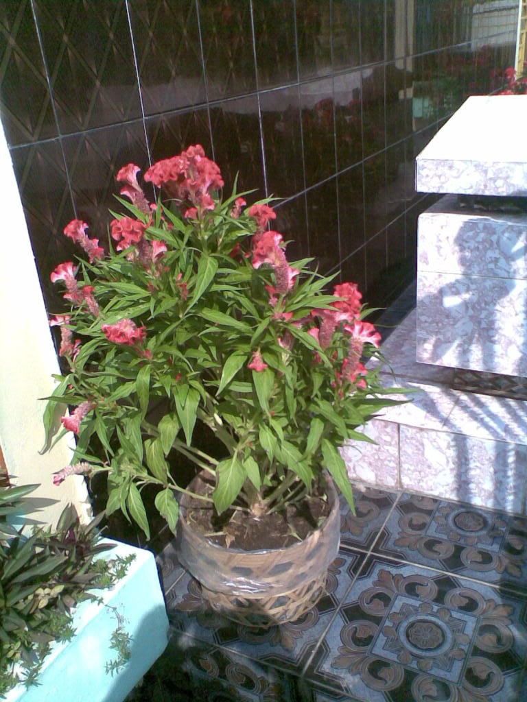 Show hình chơi Tết - 7