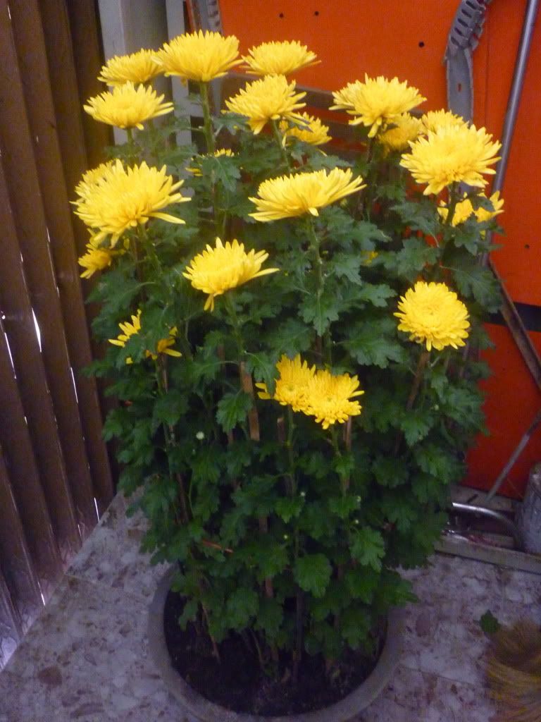 Show hình chơi Tết - 11