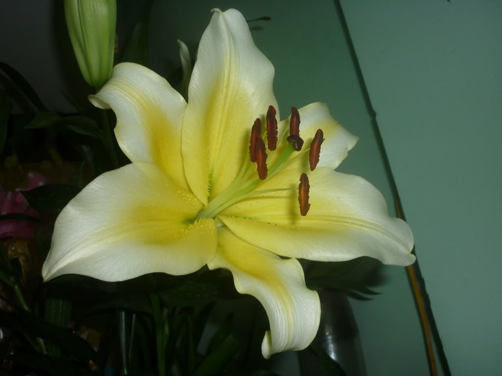 Show hình chơi Tết - 10