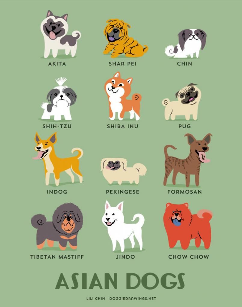 200 Jenis Ras Anjing Di Dunia Versi Kartun Lucu Dog Lovers