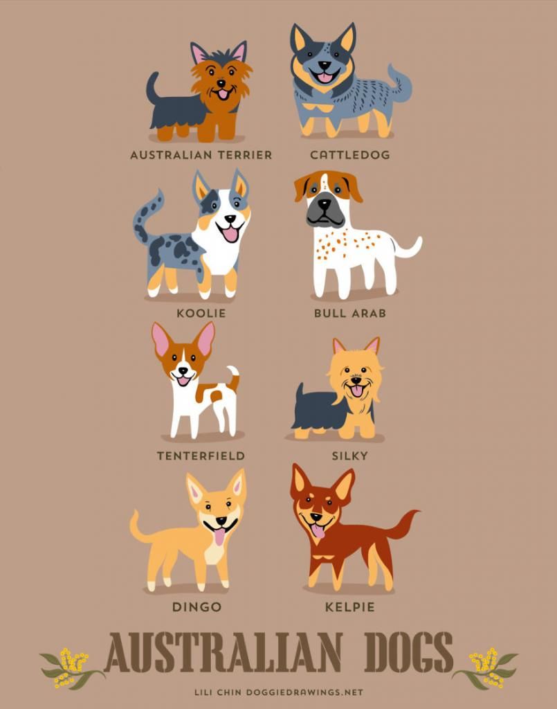 200 Jenis Ras Anjing Di Dunia Versi Kartun Lucu Dog Lovers Wajib