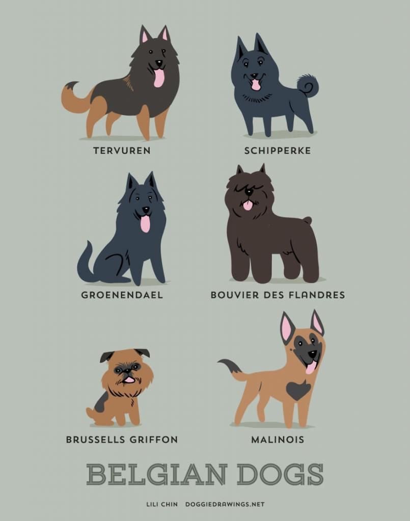 200 Jenis Ras Anjing Di Dunia Versi Kartun Lucu Dog Lovers Wajib