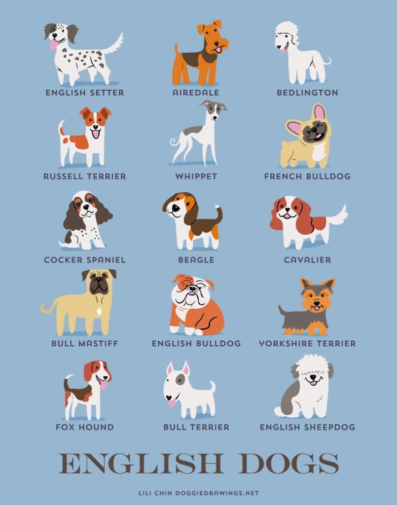 200 Jenis Ras Anjing Di Dunia Versi Kartun Lucu Dog Lovers Wajib